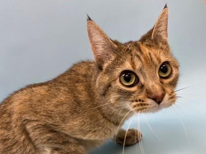 Ashi, Adoptable, Adult Female Domestic Short Hair & Domestic Short Hair.