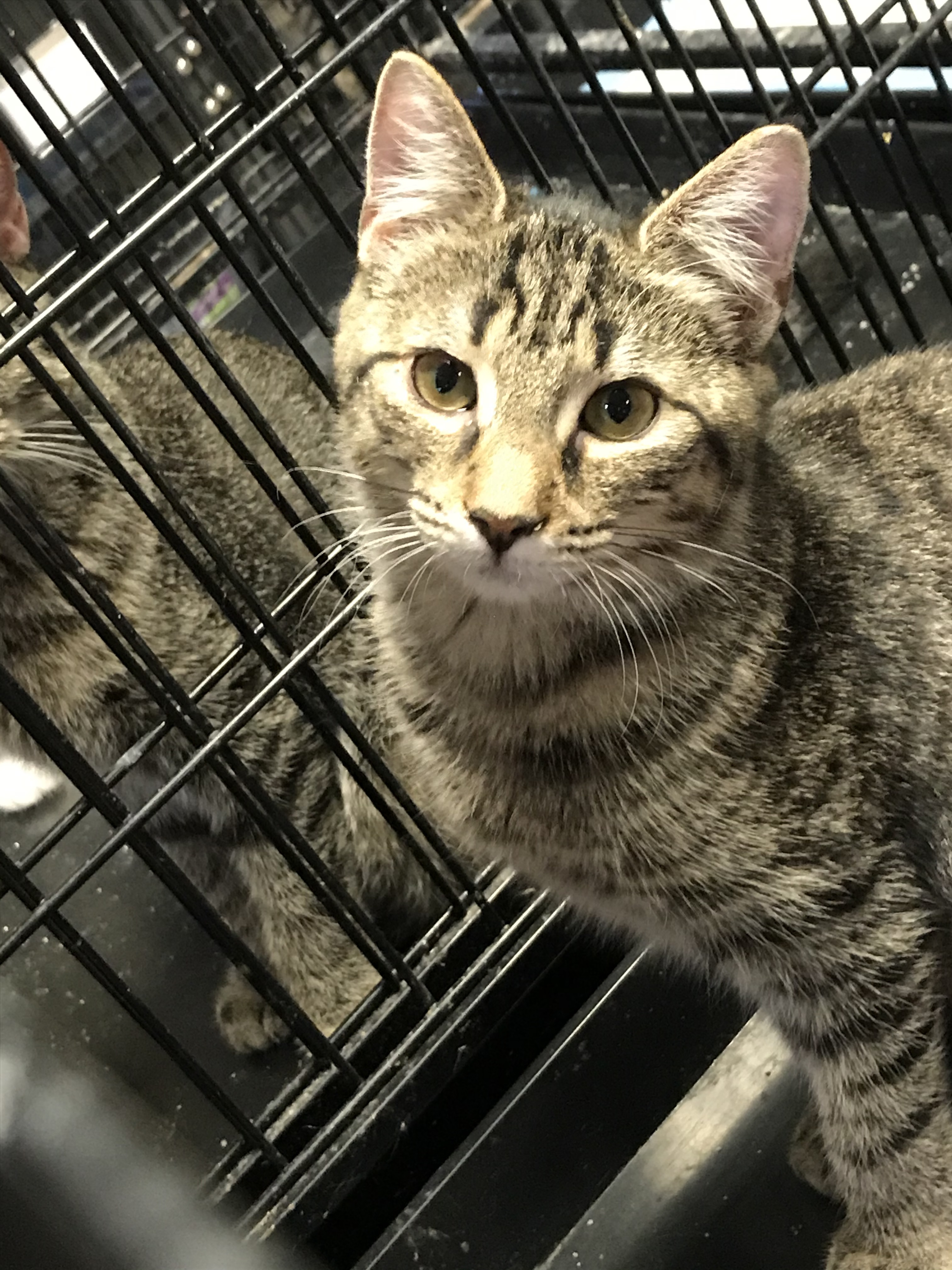 Christina, Adoptable, Adult Female Domestic Short Hair.