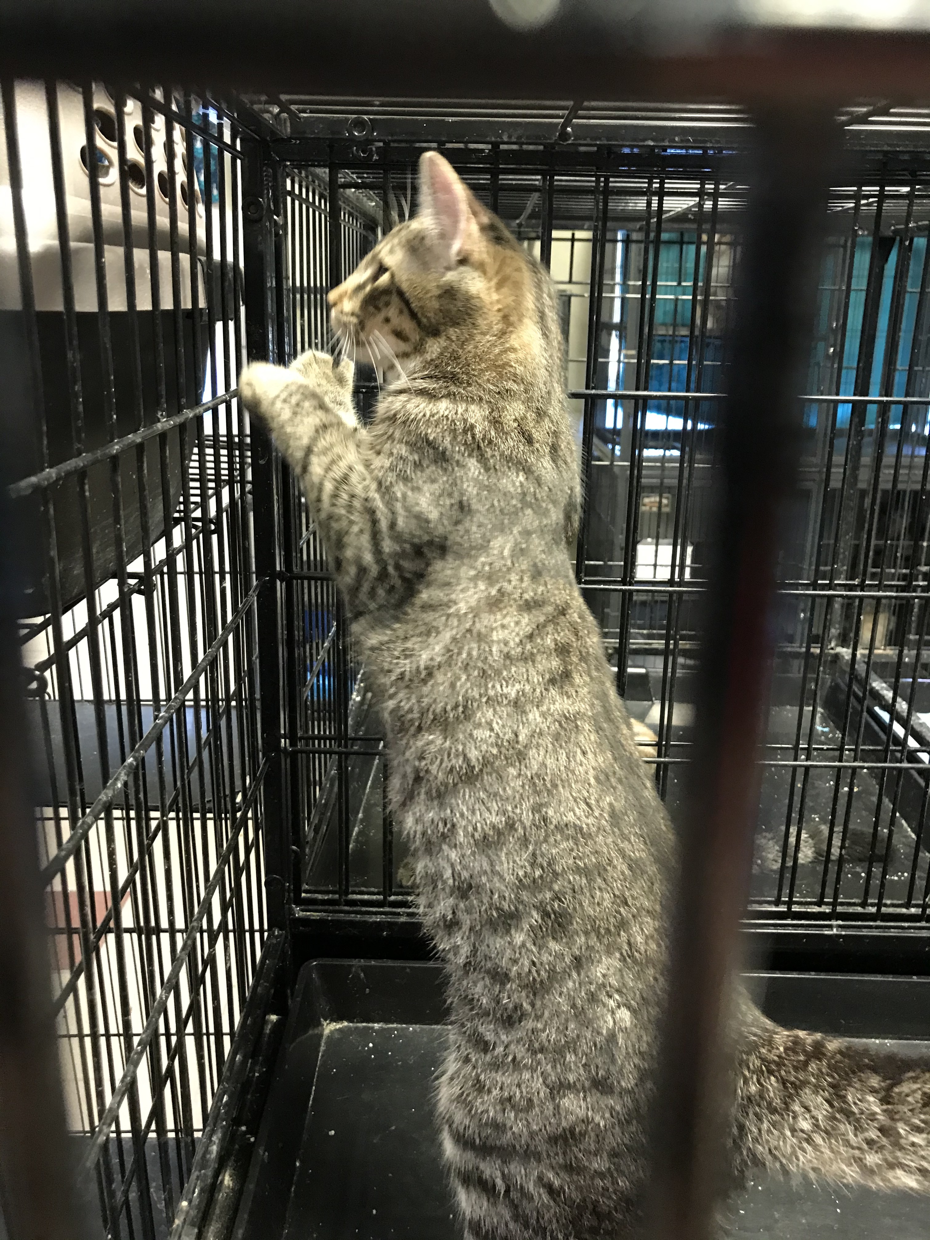 Enlarge Christina, a Adoptable Domestic Short Hair in Tower City, PA image 2/4