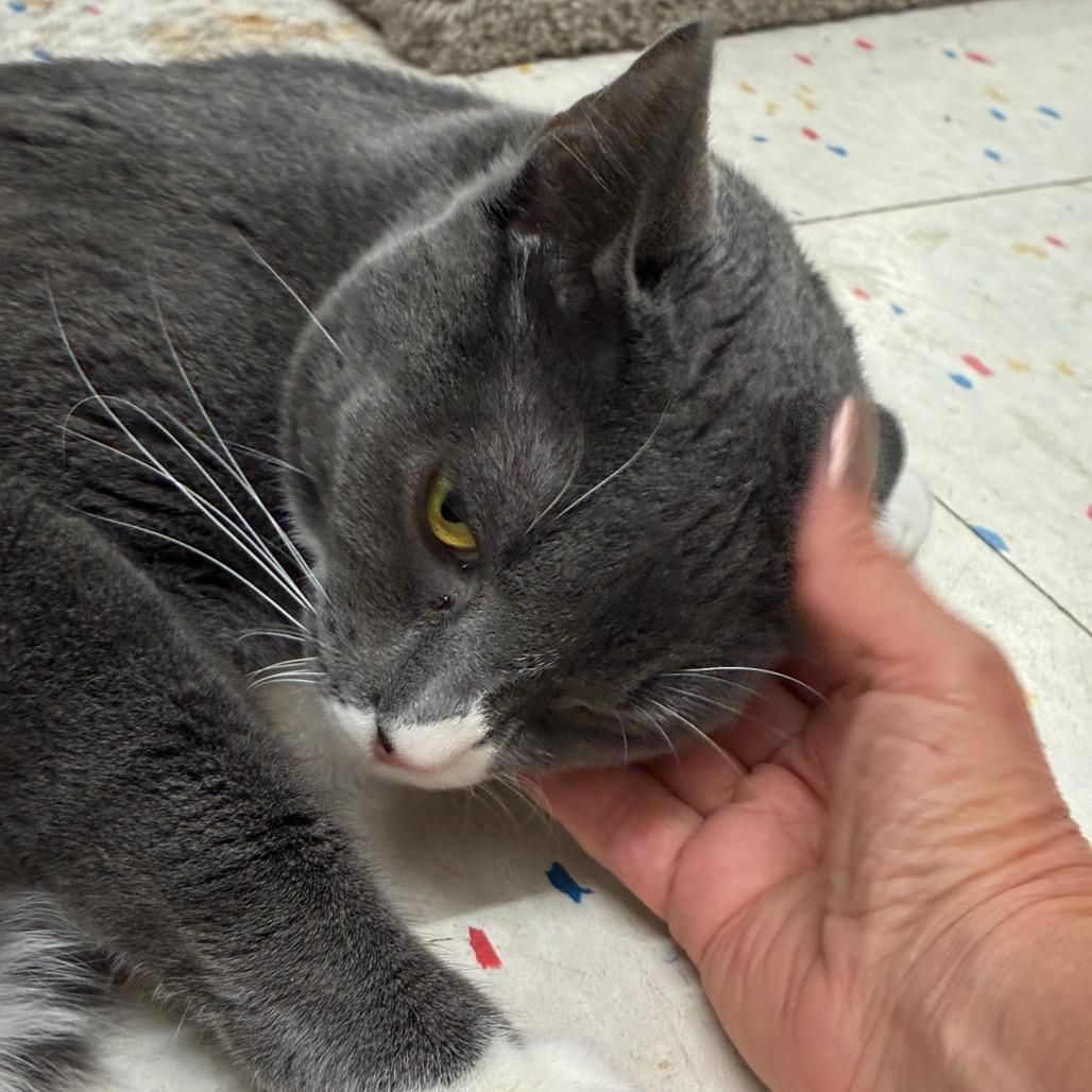 Lulu, Adoptable, Young Female Domestic Short Hair.