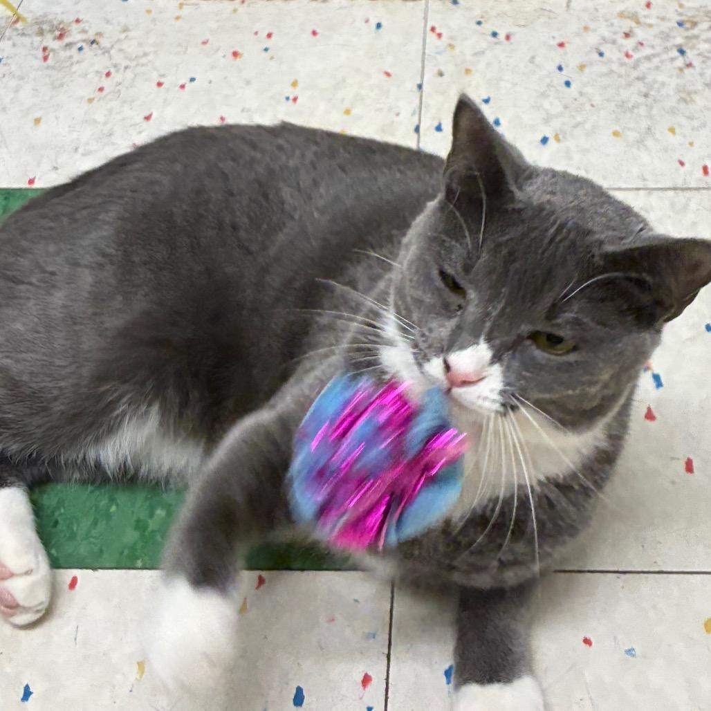 Enlarge Lulu, a Adoptable Domestic Short Hair in Hamburg, NY image 2/4