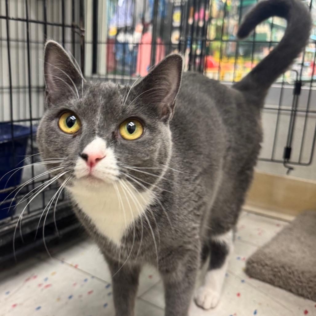 Enlarge Lulu, a Adoptable Domestic Short Hair in Hamburg, NY image 3/4
