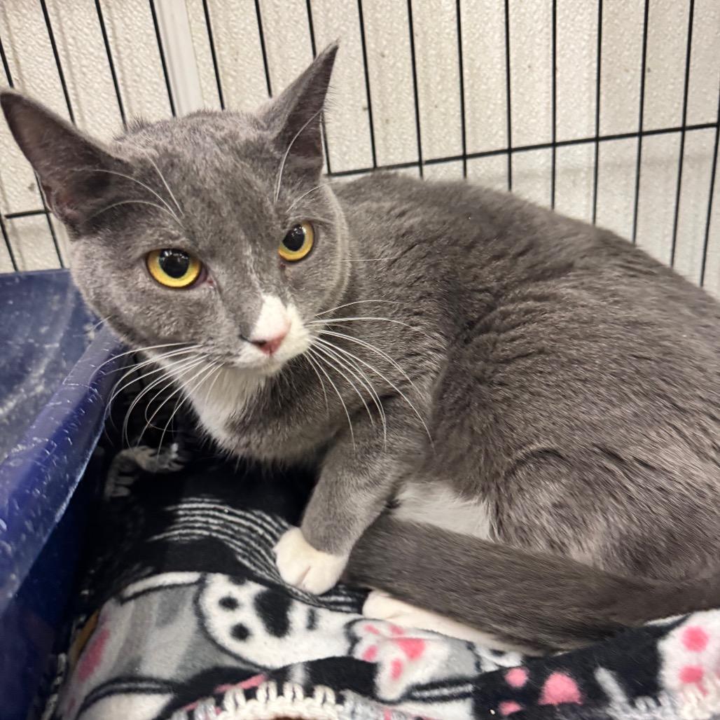 Enlarge Lulu, a Adoptable Domestic Short Hair in Hamburg, NY image 4/4