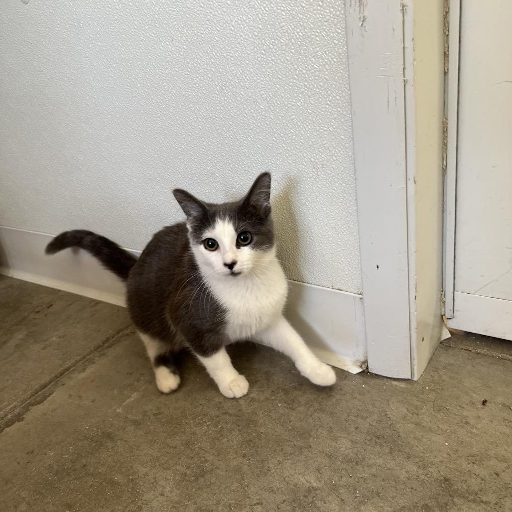 Enlarge Sabrina, a Adoptable Domestic Short Hair in Rock Falls, IL image 1/1