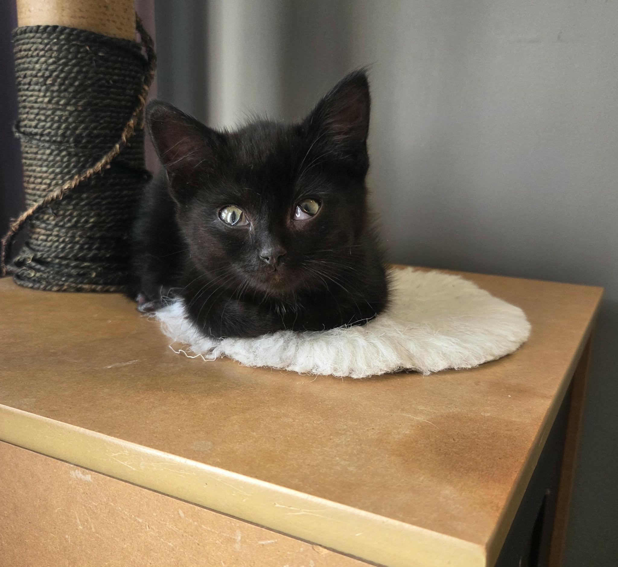Enlarge Chili, a Adopted mixed breed in Steinbach, MB image 1/6