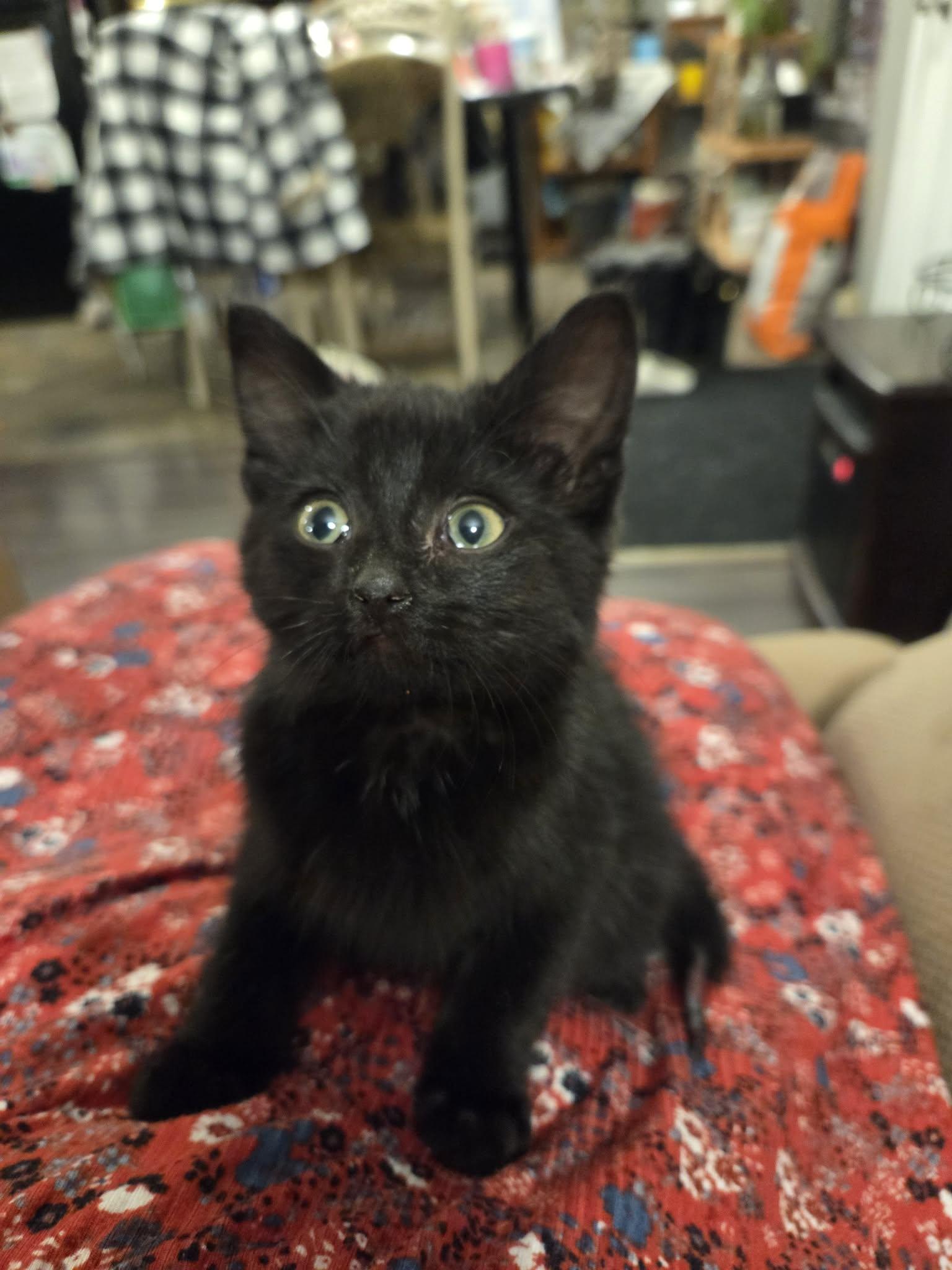 Enlarge Chili, a Adopted mixed breed in Steinbach, MB image 2/6