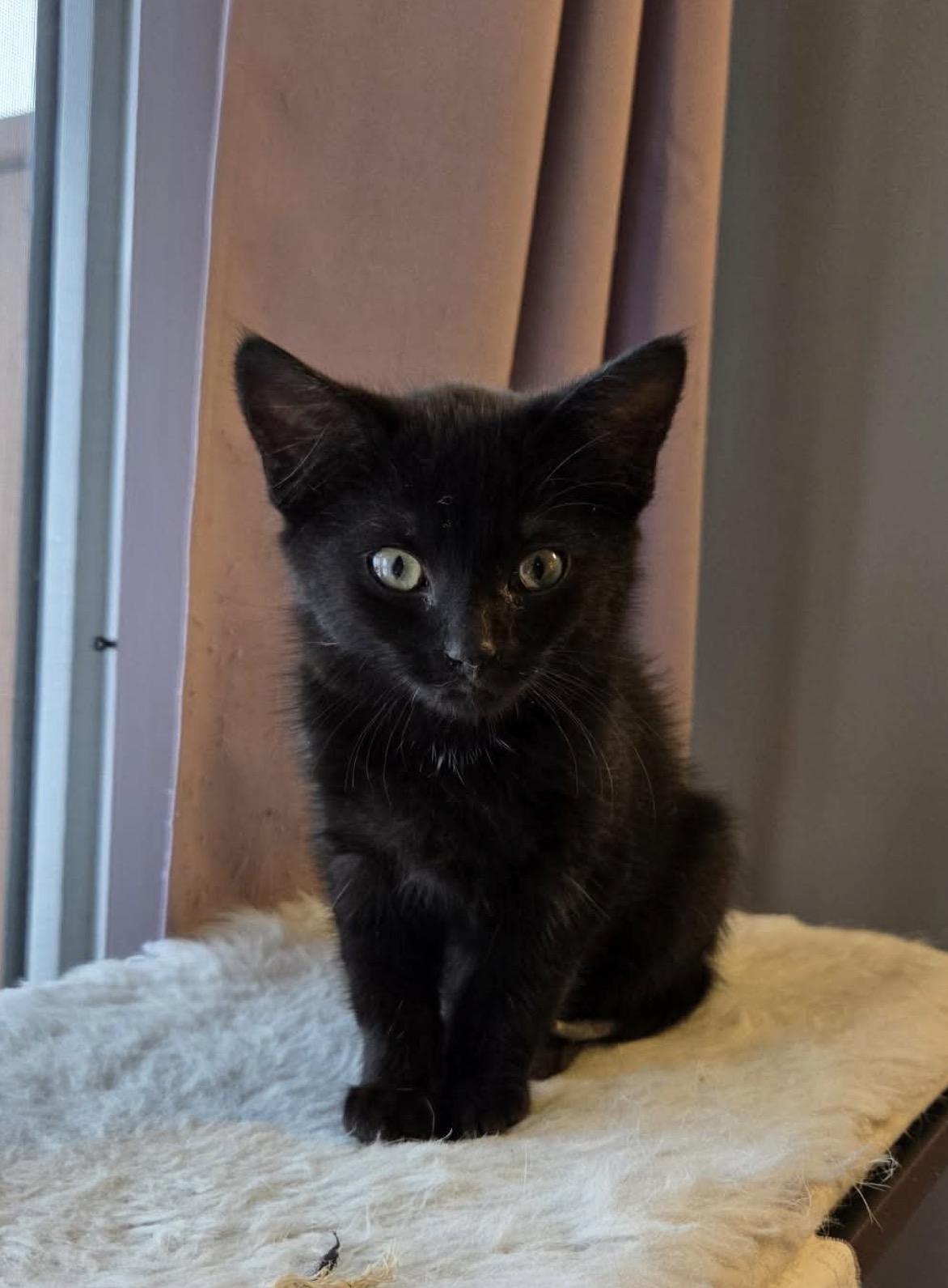 Chili, Adopted, Young Male Domestic Short Hair.