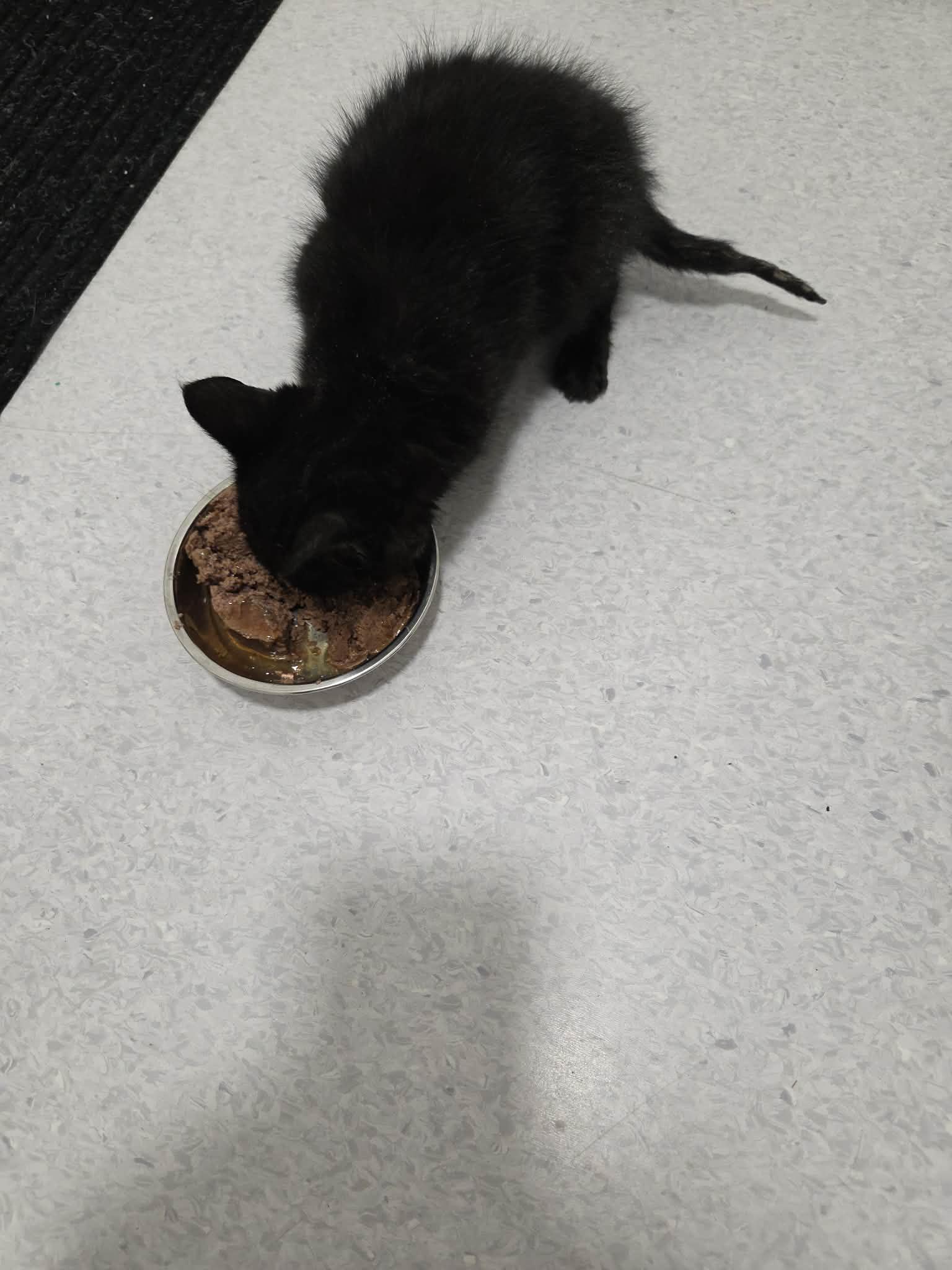 Enlarge Chili, a Adopted mixed breed in Steinbach, MB image 5/6