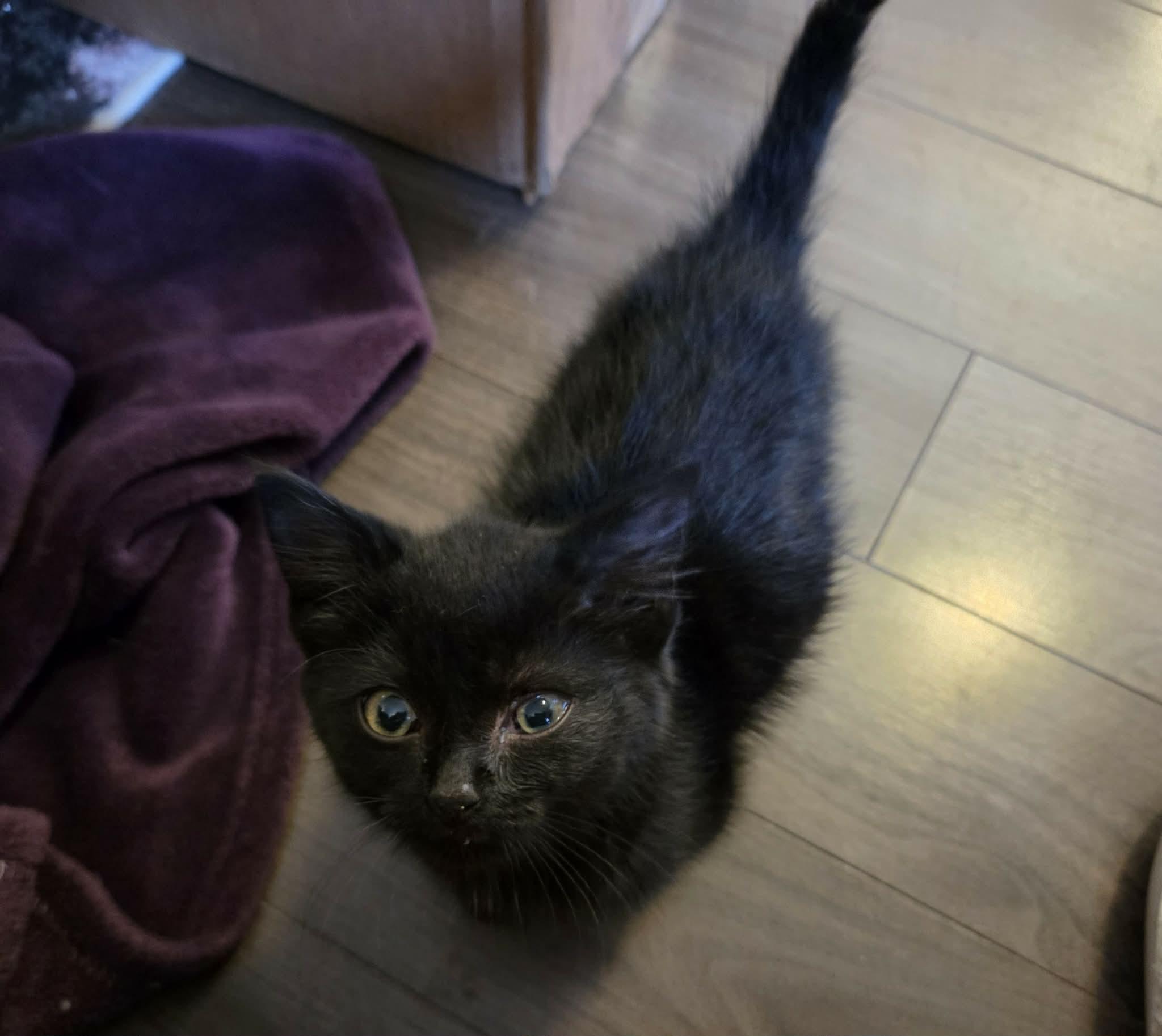 Enlarge Chili, a Adopted mixed breed in Steinbach, MB image 6/6