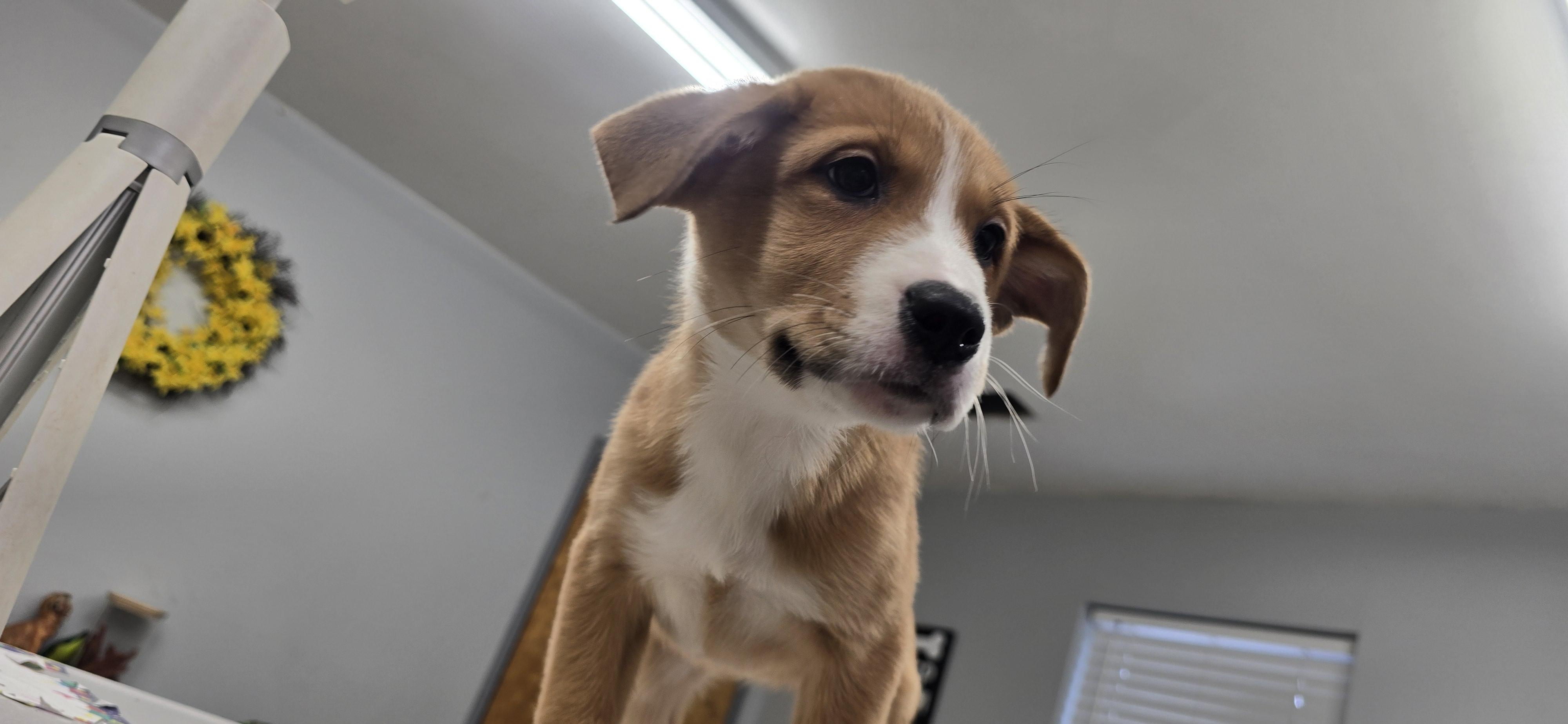 Enlarge Nikita, a ADOPTABLE mixed breed in Petersburg, IN image 2/2