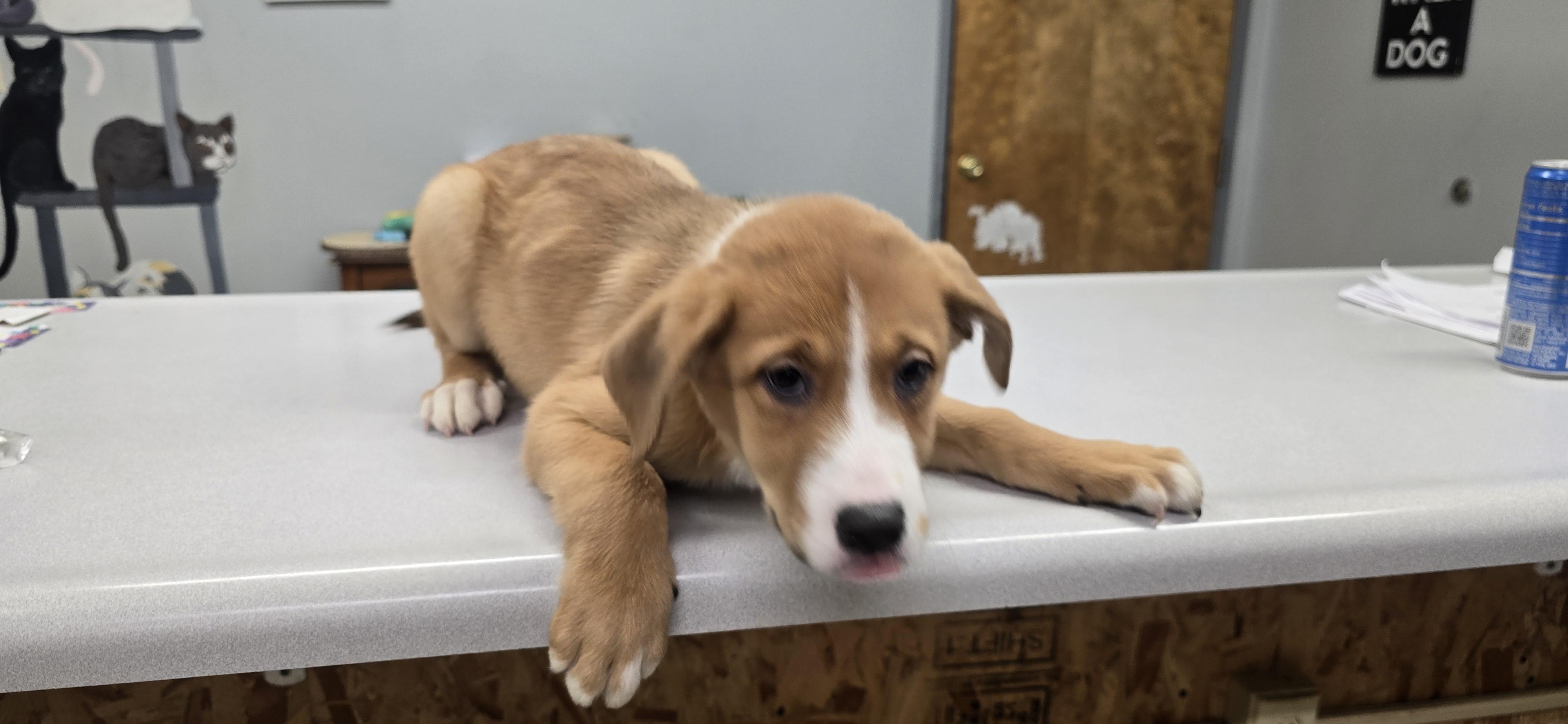 Enlarge Nikita, a ADOPTABLE mixed breed in Petersburg, IN image 1/2