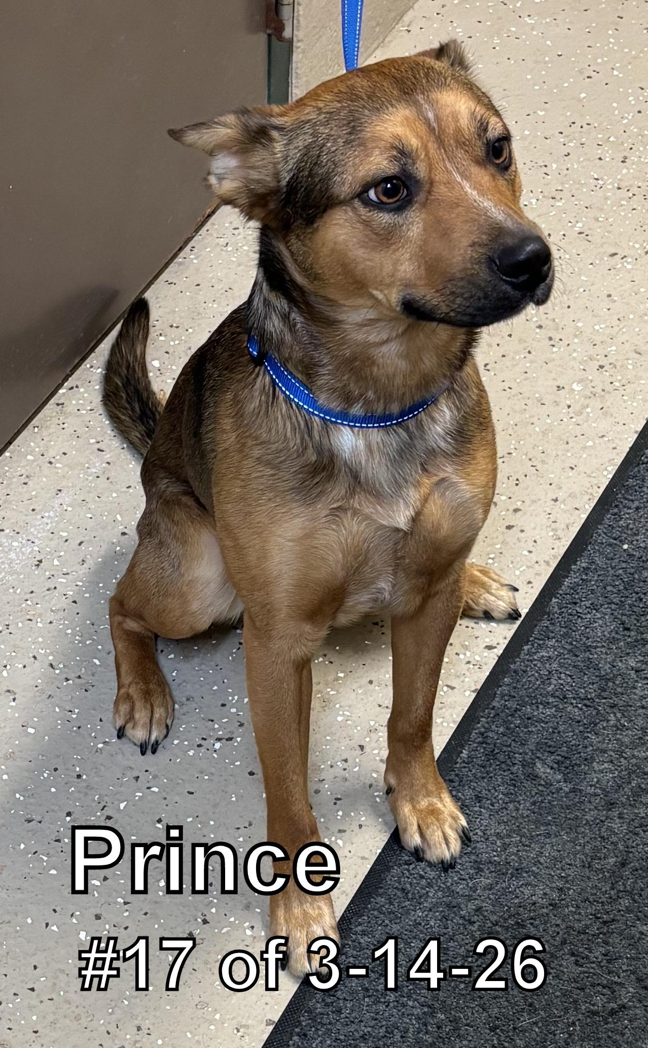 Enlarge Prince #17 of 3-14-26, a ADOPTABLE mixed breed in Gaylord, MI image 1/1