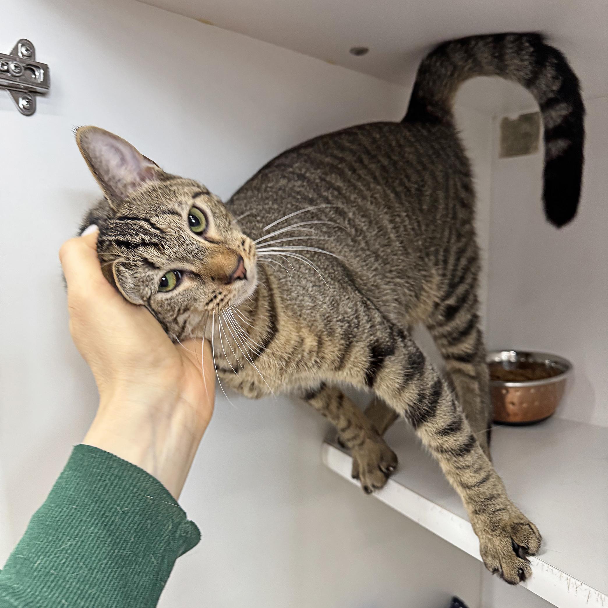 Addie - Meet me at Pet Supplies Plus, a Adoptable mixed breed in Harrisburg, PA image 3/6