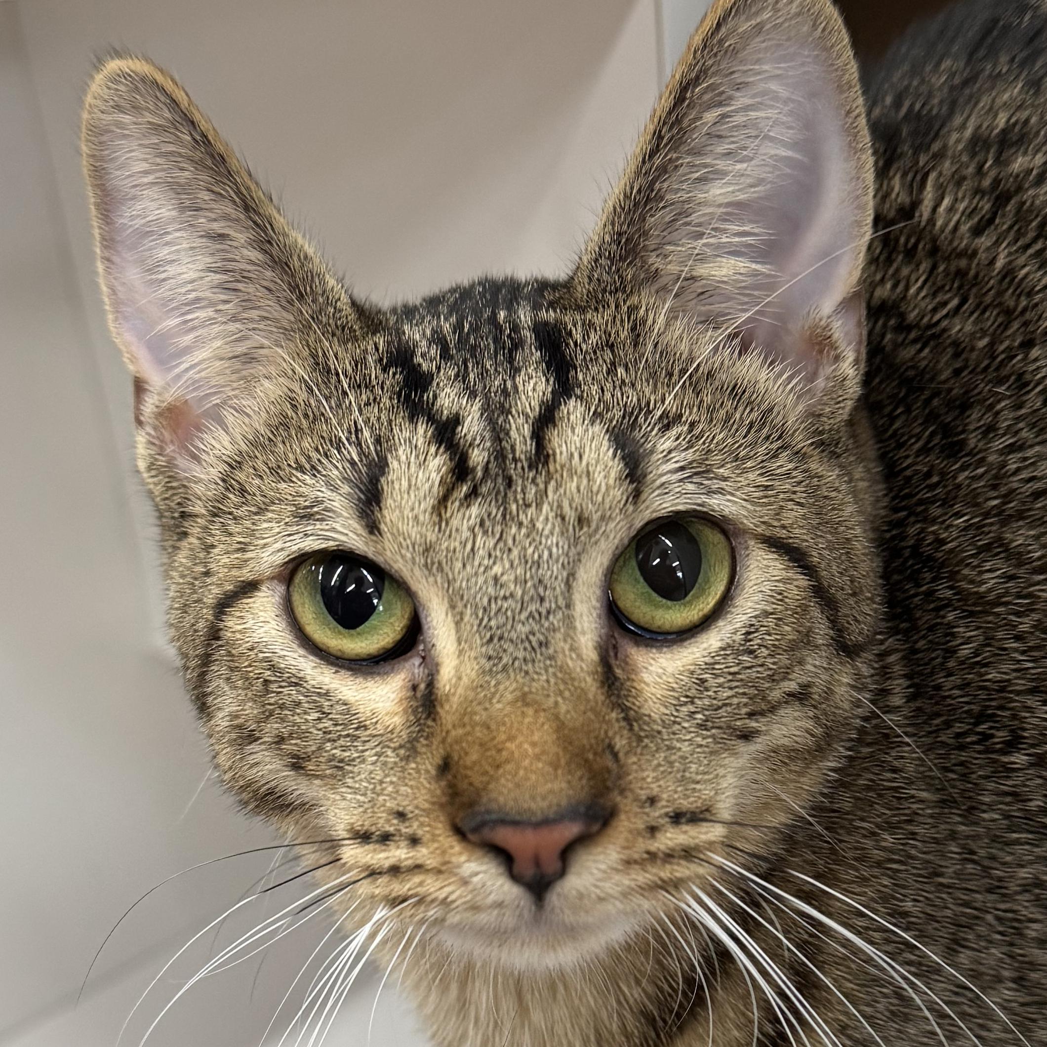 Addie - Meet me at Pet Supplies Plus, a Adoptable mixed breed in Harrisburg, PA image 1/6