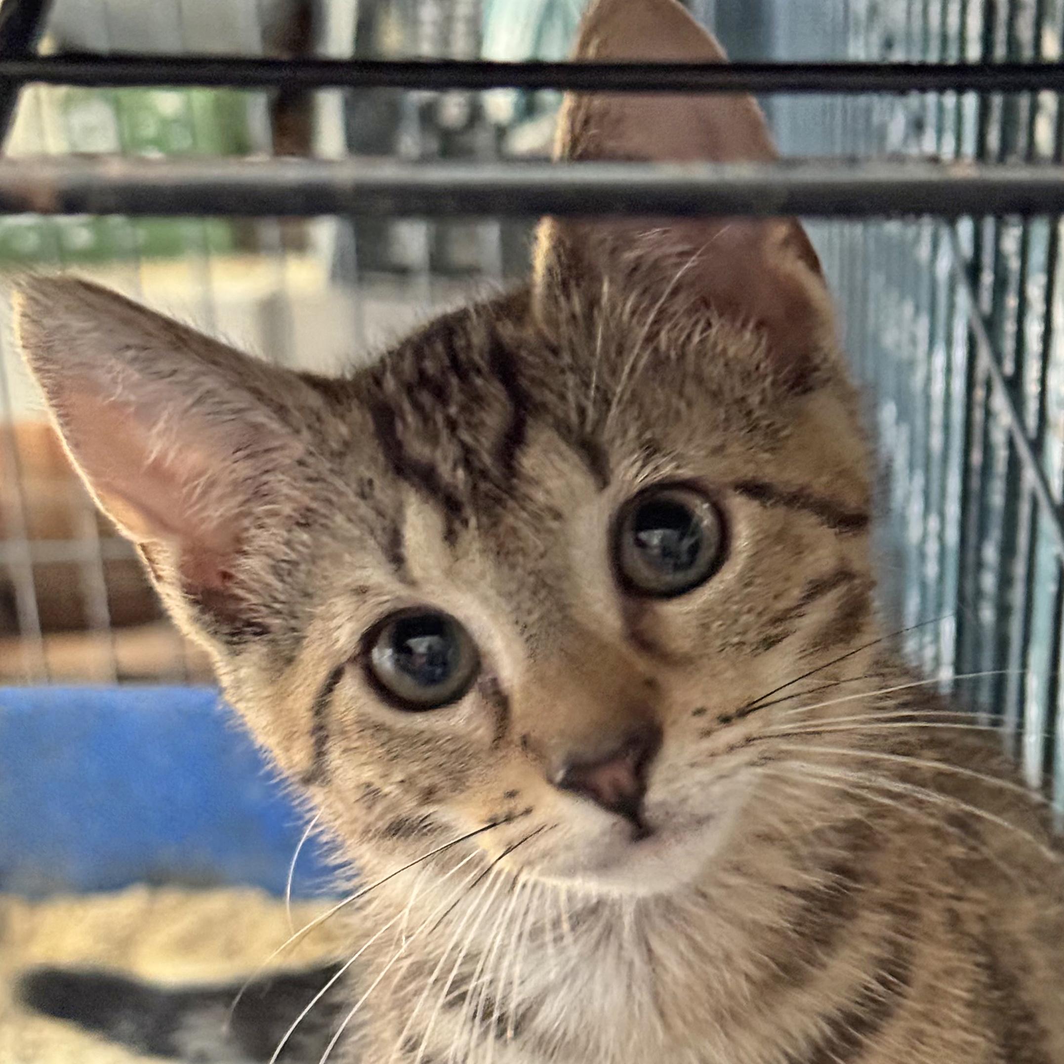 Addie - Meet me at Pet Supplies Plus, a Adoptable mixed breed in Harrisburg, PA image 6/6