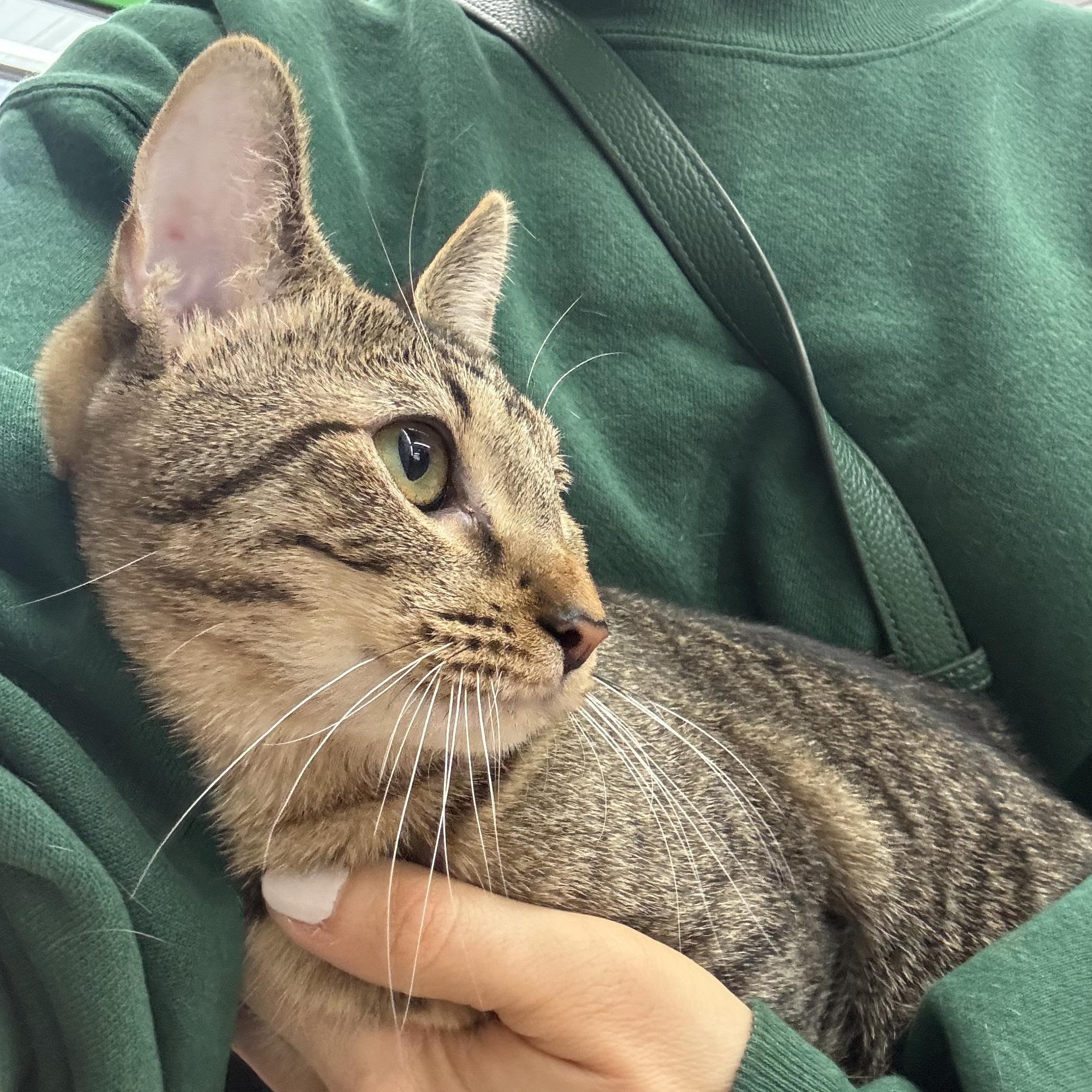 Addie - Meet me at Pet Supplies Plus, a Adoptable mixed breed in Harrisburg, PA image 2/6