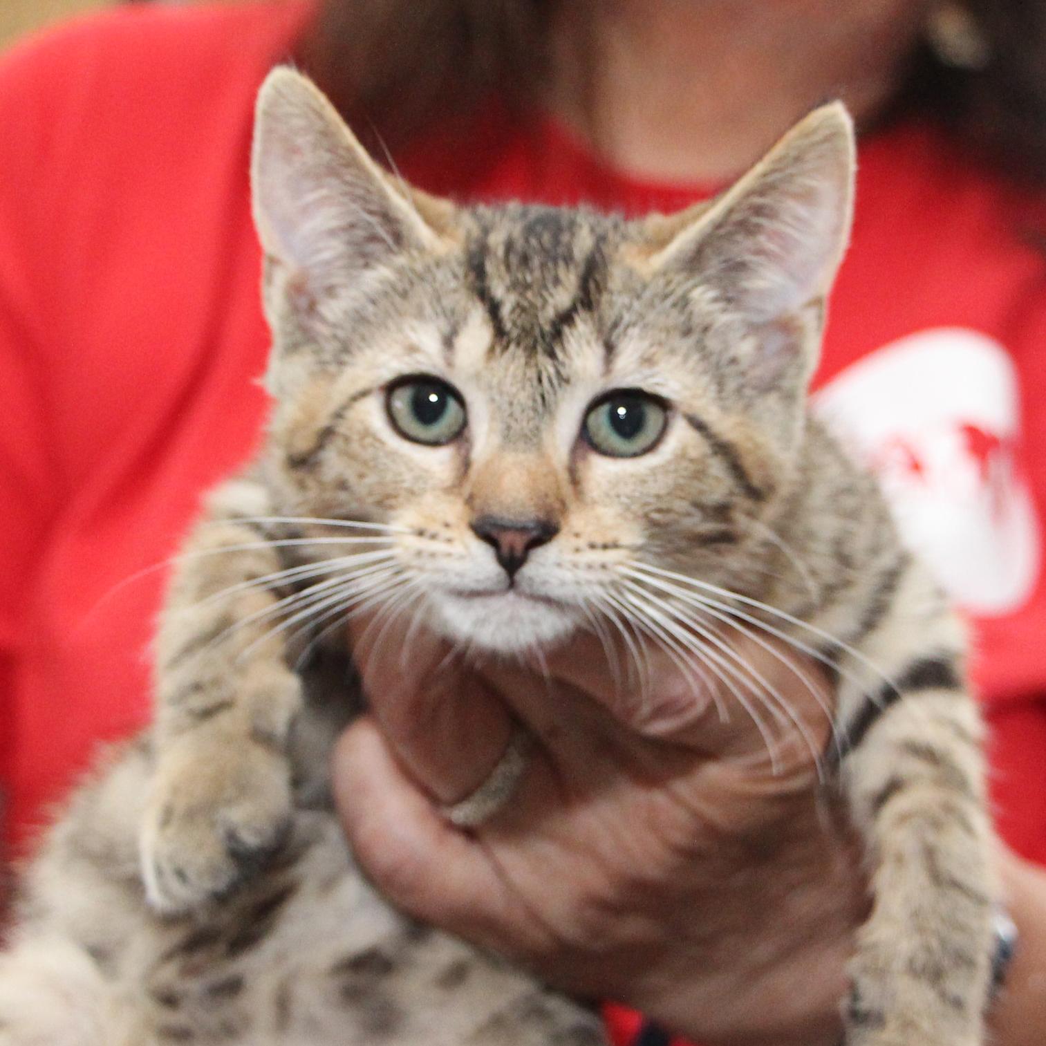 Addie - Meet me at Pet Supplies Plus, a Adoptable mixed breed in Harrisburg, PA image 4/6