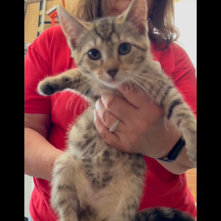 Enlarge Addie - Meet me at Pet Supplies Plus, a Adoptable mixed breed in Harrisburg, PA video 5/6