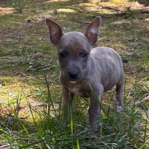 Bear, an adopted mixed breed in Colonial Heights, VA image 2/2