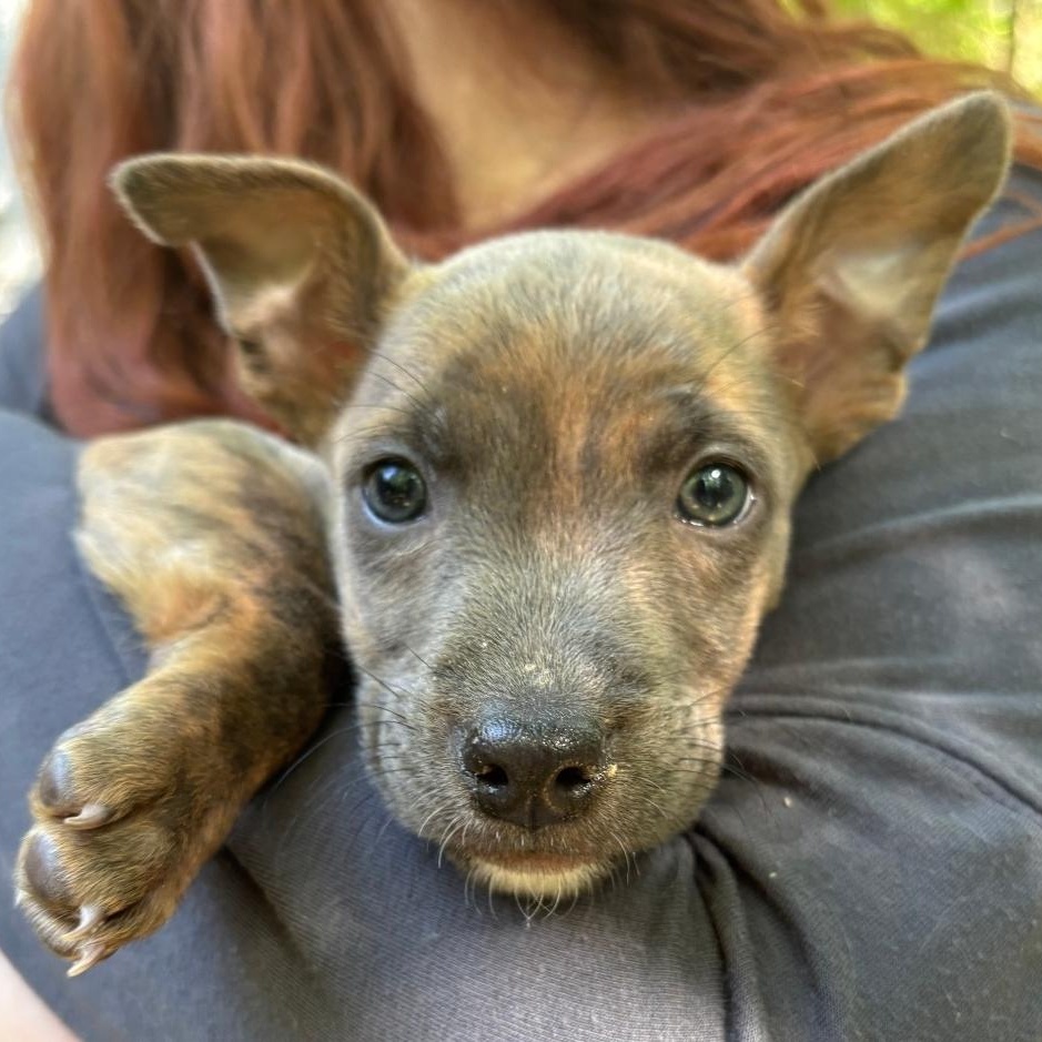 Bear, adopted, Puppy Male Chihuahua & Pit Bull Terrier.