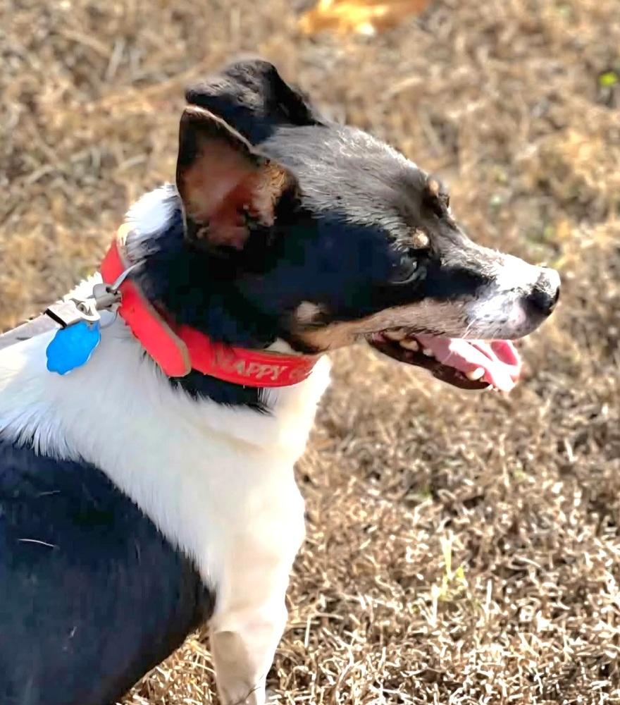 Patches, Adoptable, Adult Female Mixed Breed.