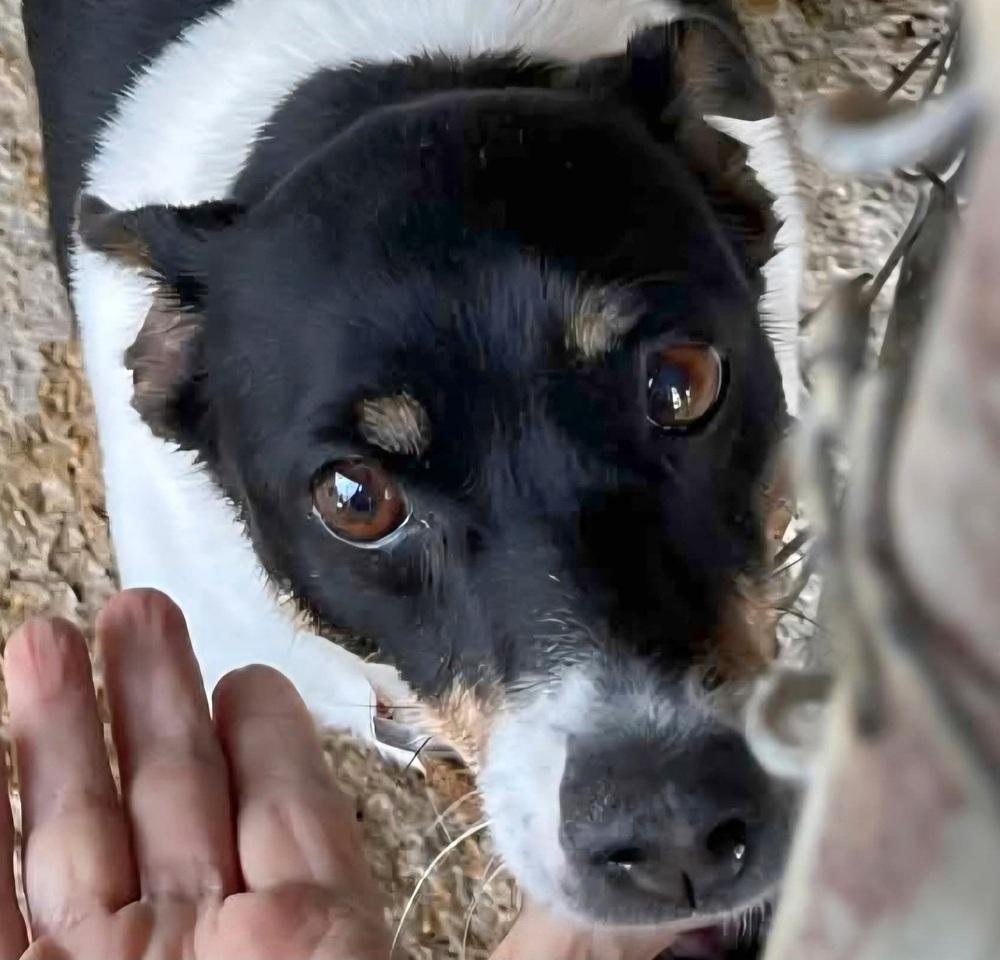 Enlarge Patches, a Adoptable mixed breed in Groveland, MA image 6/6