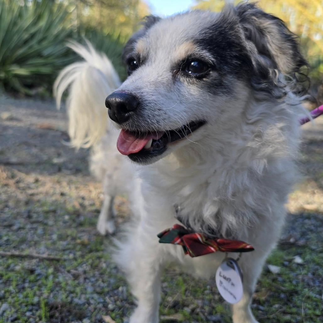 Luna Banana, Adoptable, Senior Female Papillon.