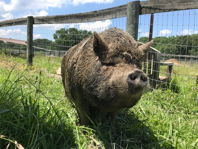 Trudy, a Adoptable Pot Bellied in Durham, NC image 1/2
