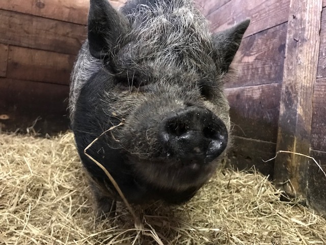 Trudy, Adult Female Pot Bellied