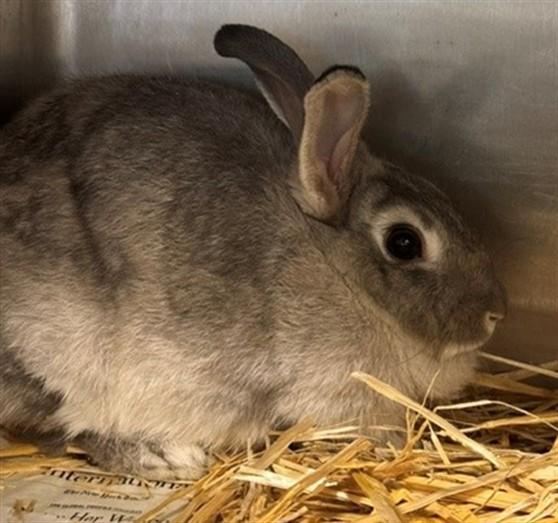 Enlarge STRAWBERRY, a Adoptable Bunny Rabbit in Anchorage, AK image 1/1