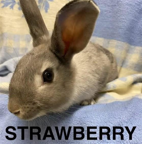 STRAWBERRY, Adoptable, Adult Female Bunny Rabbit.