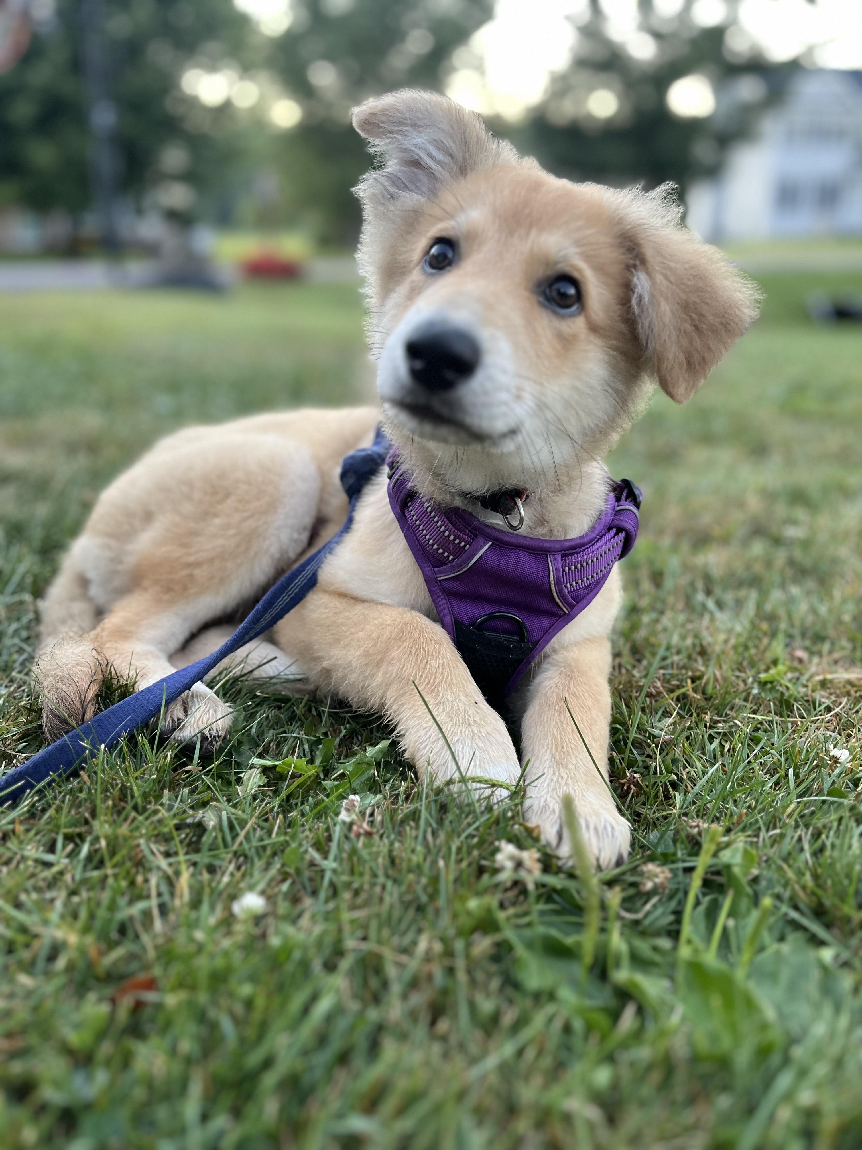 Amaya - in Vermont
