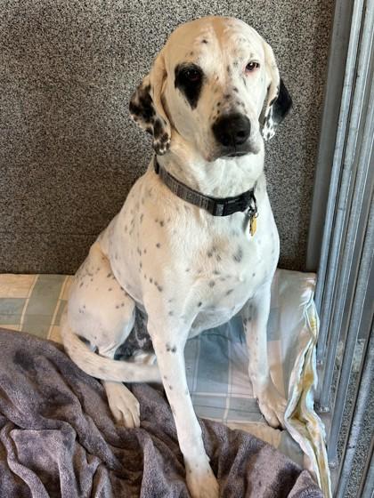 Theo, ADOPTABLE, Adult Male Coonhound.