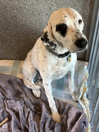 Enlarge Theo, a ADOPTABLE mixed breed in Hamilton, MT image 2/2