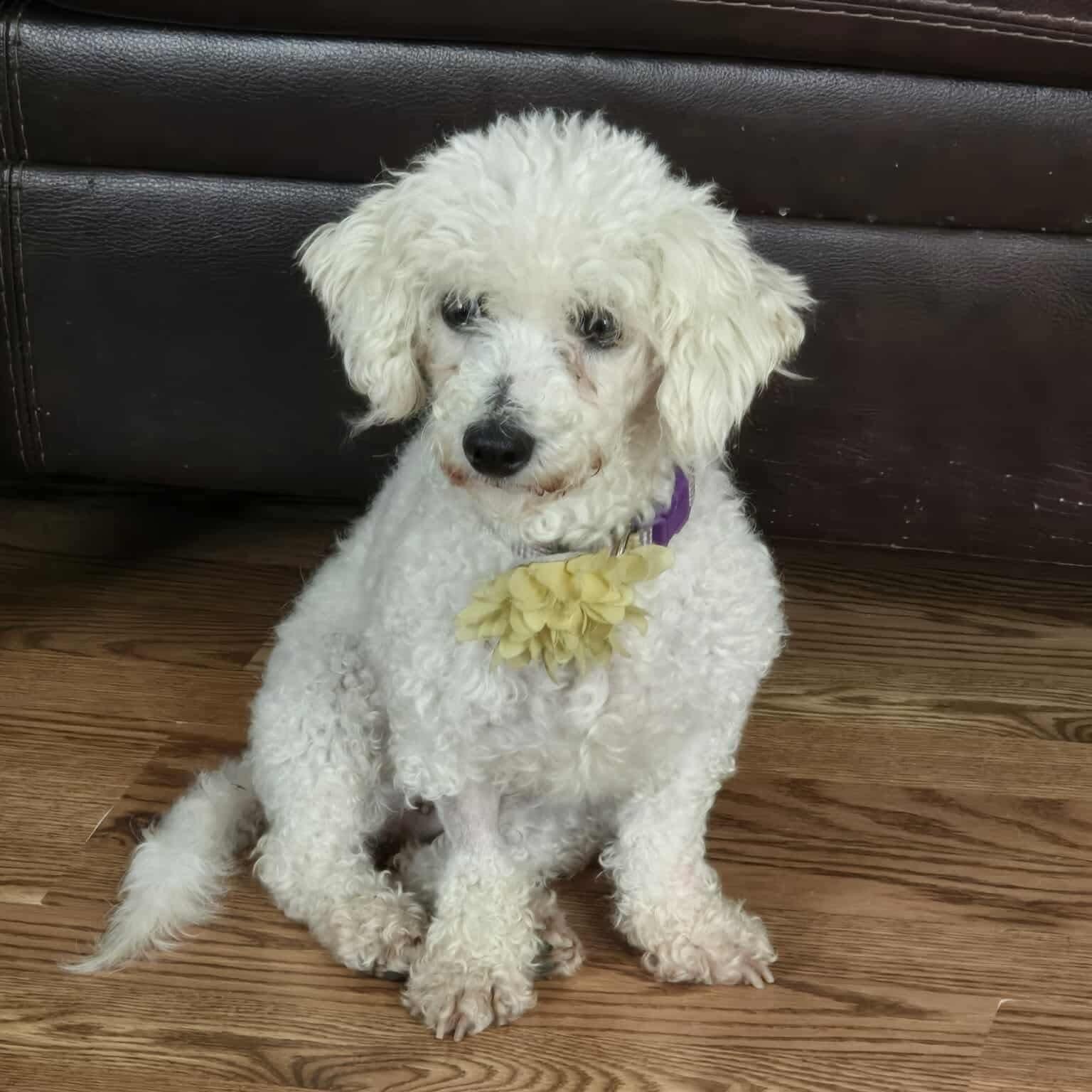 Chalupa