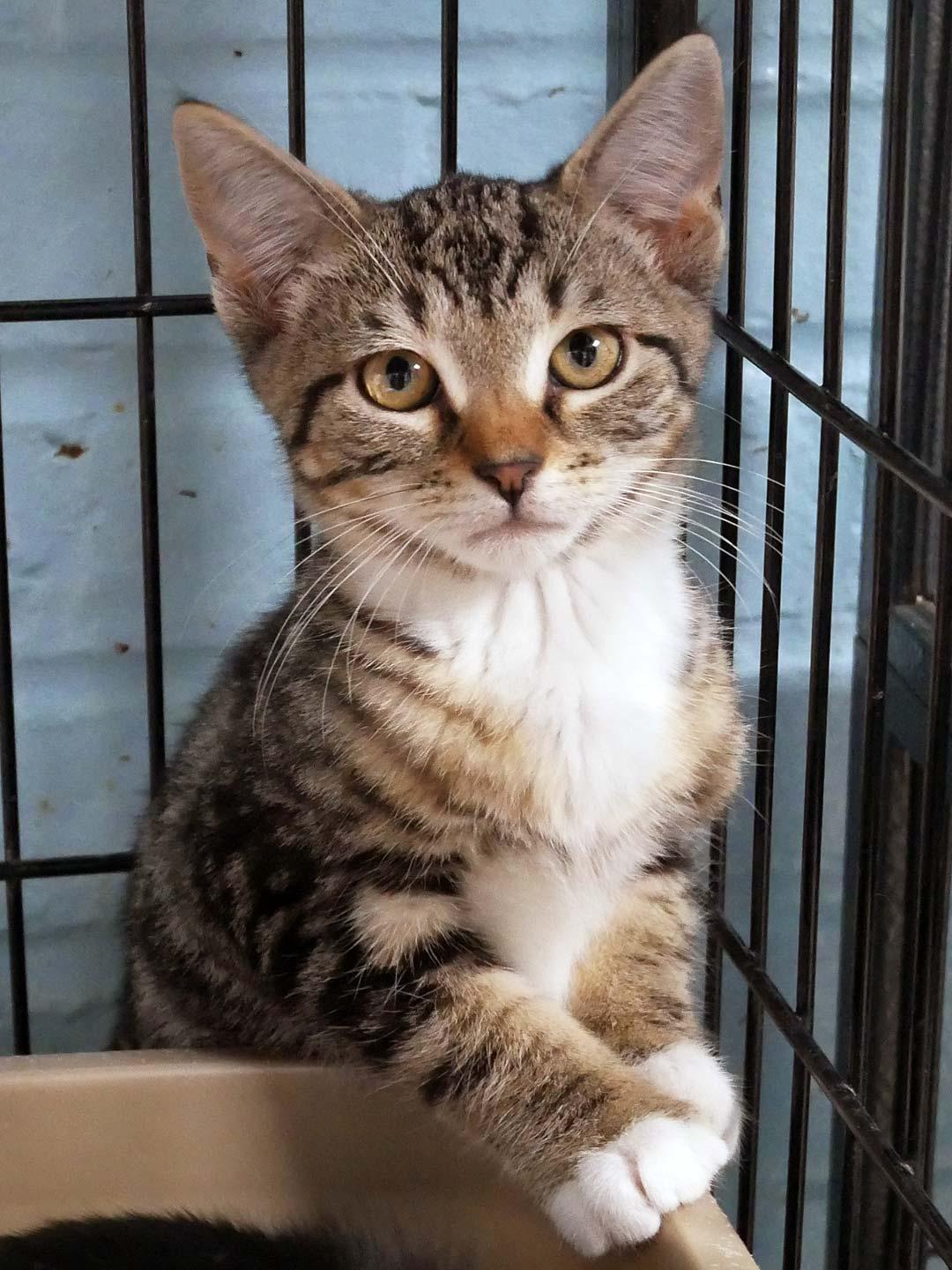 Hiro, adopted, Kitten Male Domestic Short Hair.
