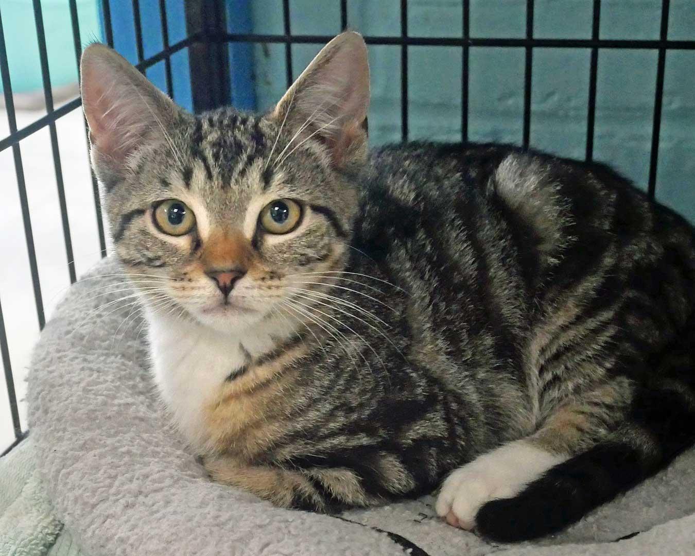 Enlarge Hiro, an adopted mixed breed in Bloomingdale, NJ image 2/4