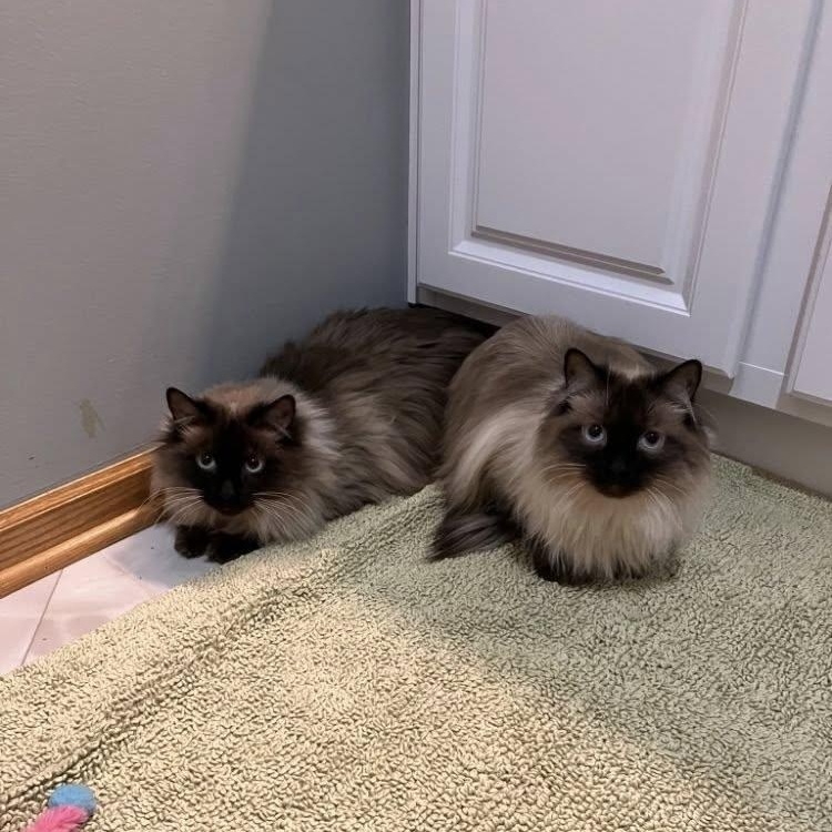 Enlarge Baxter, an adoptable mixed breed in Omaha, NE image 4/5