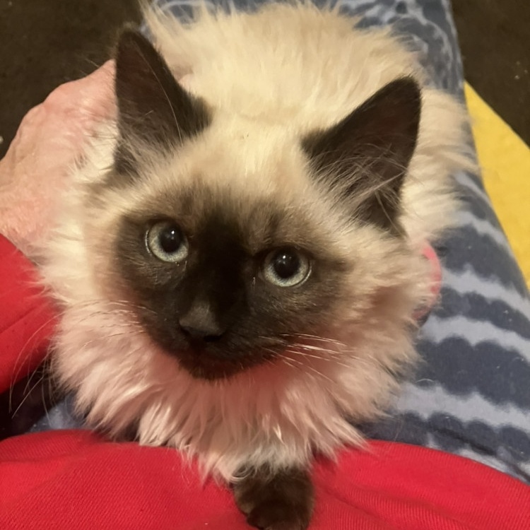 Enlarge Baxter, an adoptable mixed breed in Omaha, NE image 2/5