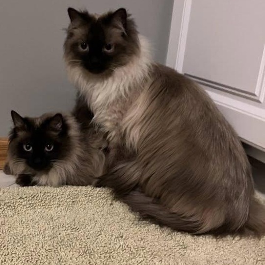 Baxter, adoptable, Kitten Male Domestic Long Hair & Siamese.