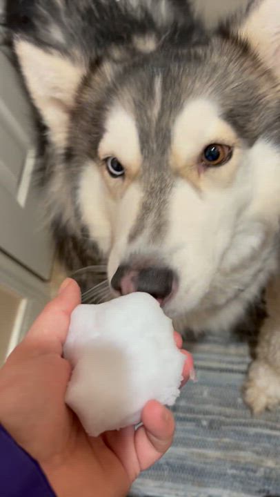 Enlarge Sasha, an adoptable mixed breed in Bellingham, WA video 2/6