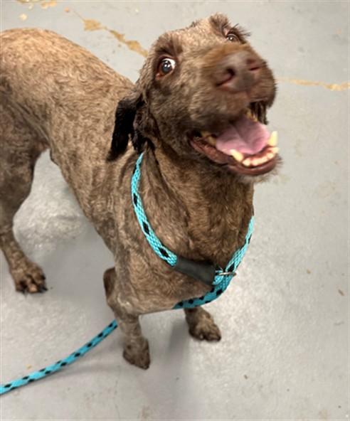 CORA, Adoptable, Adult Female Poodle.