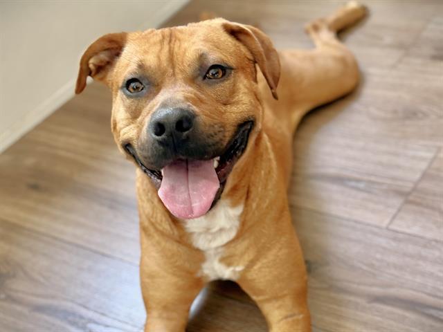 WILEY, Adoptable, Adult Male Black Mouth Cur & Mixed Breed.