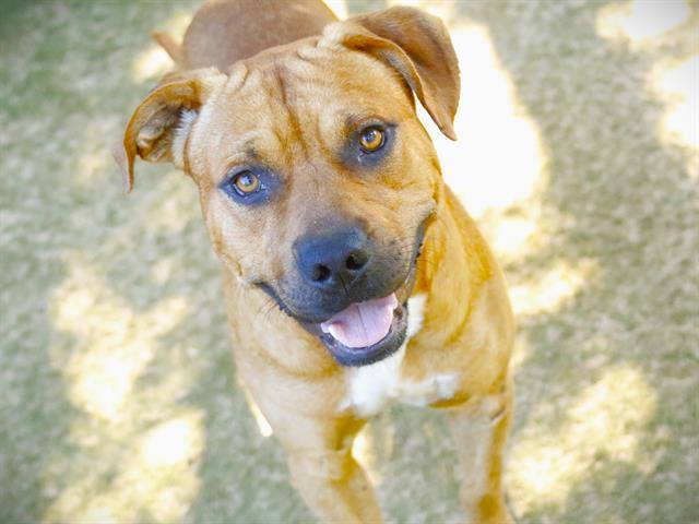 WILEY, Adoptable, Young Male Black Mouth Cur & Mixed Breed.