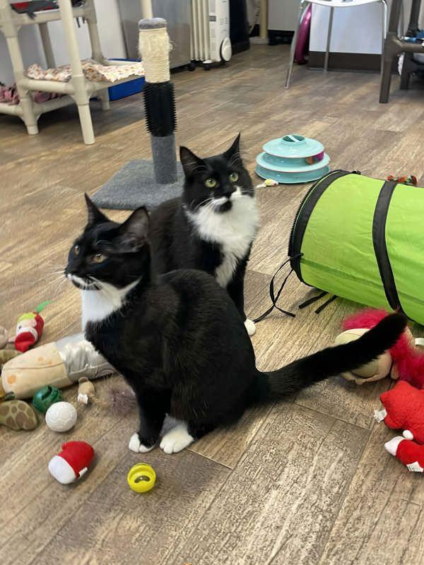 Enlarge Torque, a Adoptable mixed breed in McMinnville, OR image 1/3