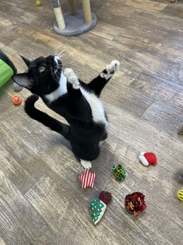 Enlarge Torque, a Adoptable mixed breed in McMinnville, OR image 2/3