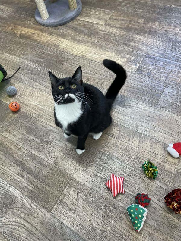 Enlarge Torque, a Adoptable mixed breed in McMinnville, OR image 3/3