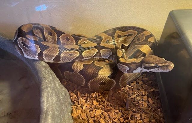 Enlarge Sand Dollar Reeses #6343, a Adoptable Ball Python in Vista, CA image 1/12