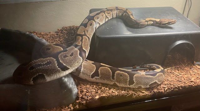 Enlarge Sand Dollar Reeses #6343, a Adoptable Ball Python in Vista, CA image 2/12
