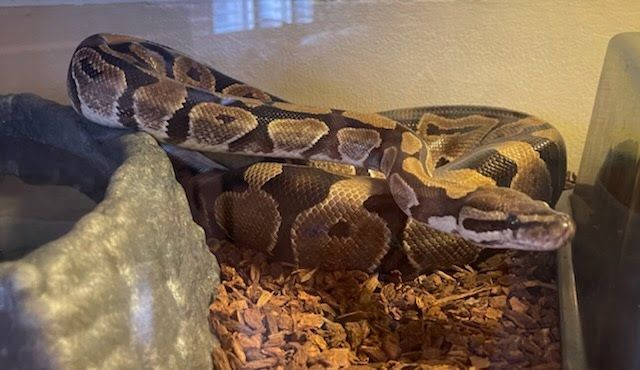 Enlarge Sand Dollar Reeses #6343, a Adoptable Ball Python in Vista, CA image 3/12